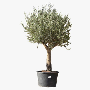 Olive Tree - Olea Europaea - Olive